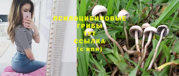стафф Зерноград